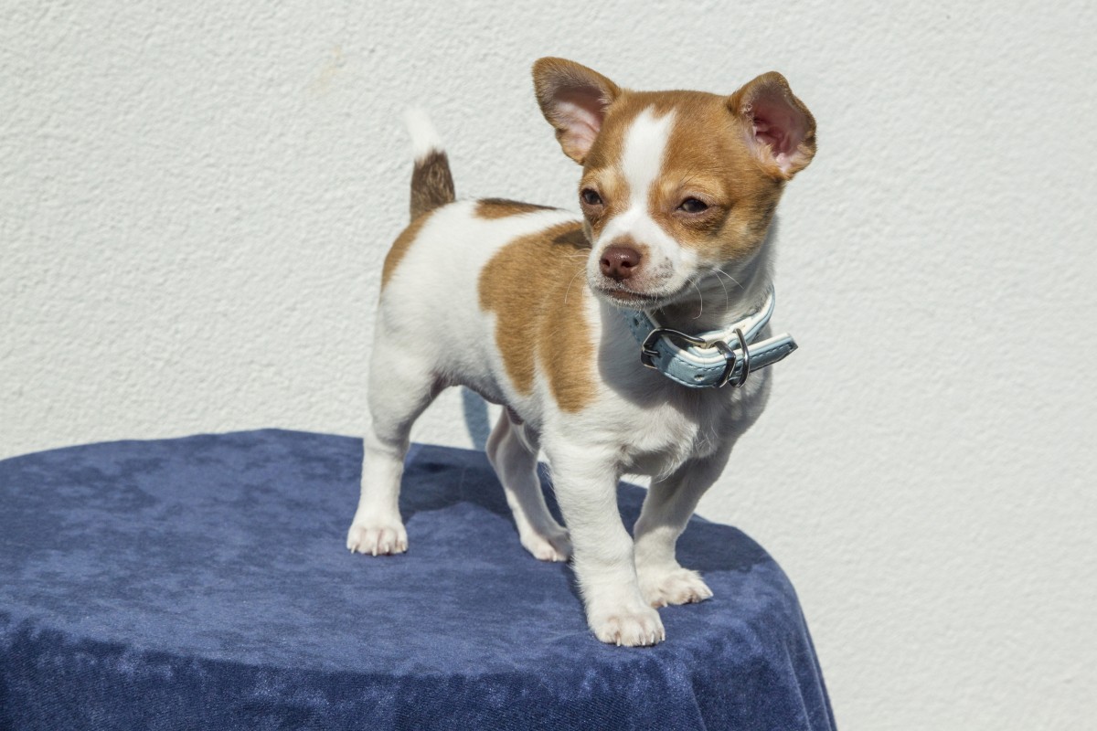 Pourquoi adopter un Chihuahua