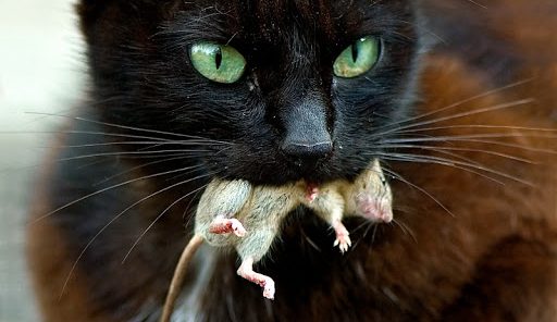 proie-chat