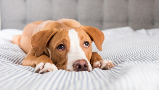 symptome-chien-malade