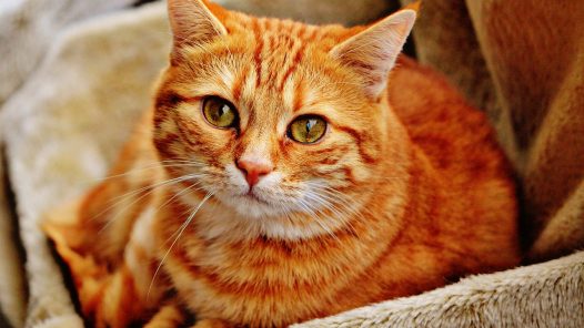 chat