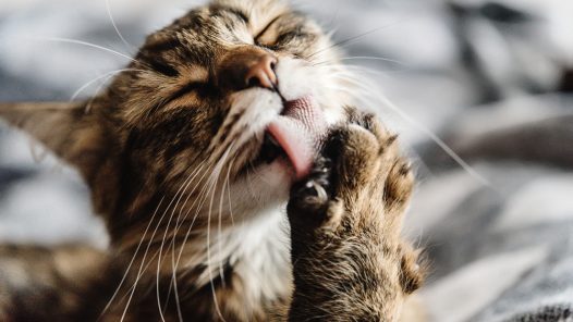 chat