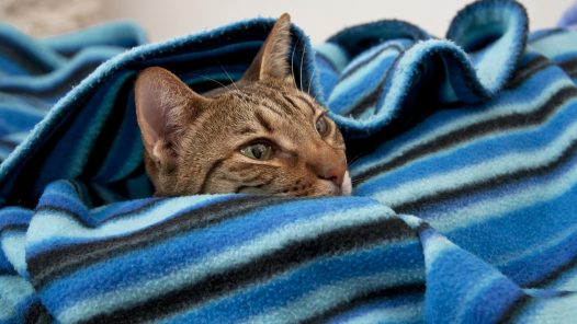 Assurance pour Chat