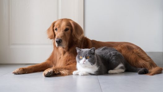 chien chat