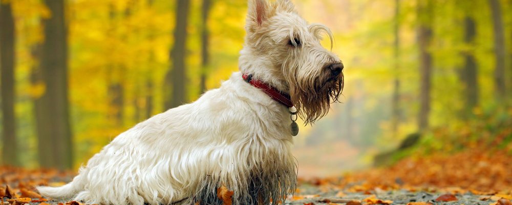 toilettage de son Scottish terrier