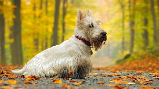 toilettage de son Scottish terrier
