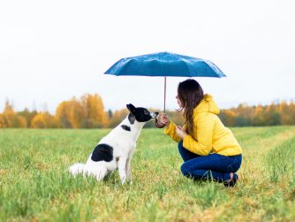 Chien à Rester Assis