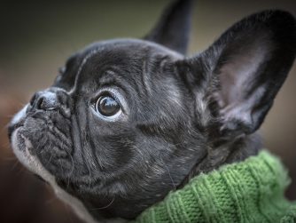 Bouledogue Français