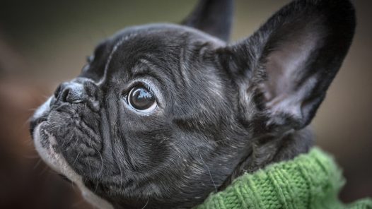 Bouledogue Français