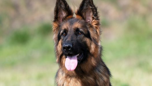 Berger Allemand