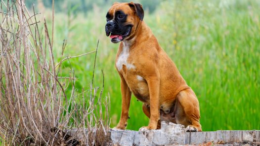 Boxer