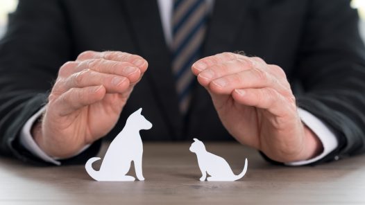 Courtire Assurance Animaux