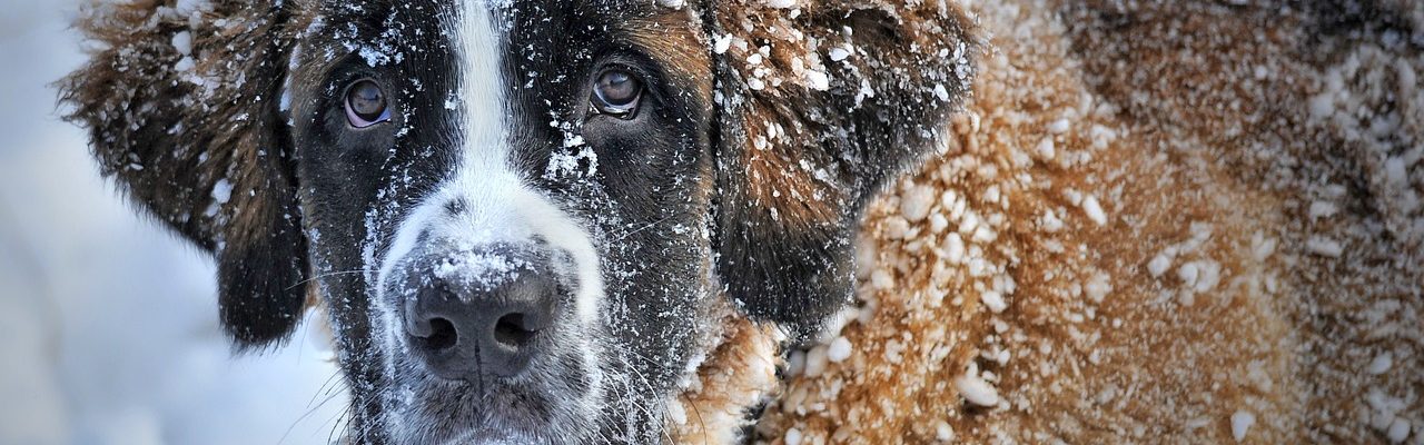 prendre soin de son chien en hiver