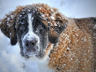 prendre soin de son chien en hiver