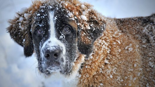 prendre soin de son chien en hiver