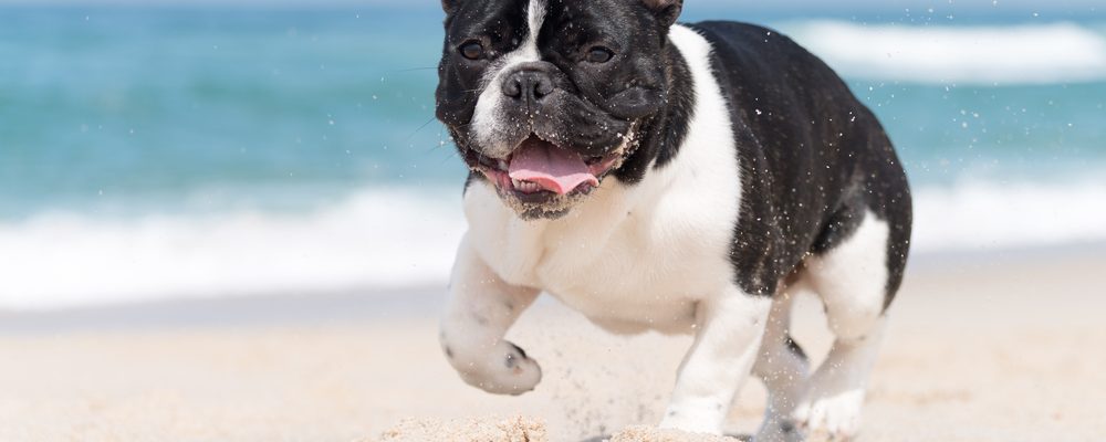 votre bouledogue français à la plage