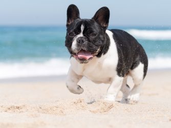 votre bouledogue français à la plage