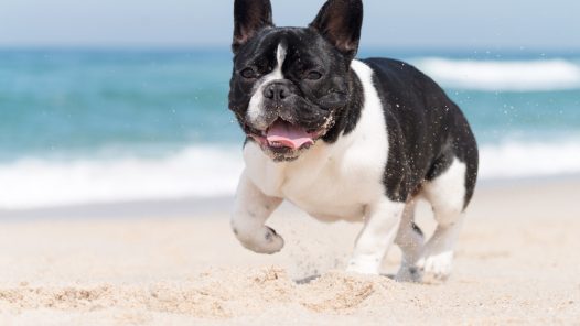 votre bouledogue français à la plage