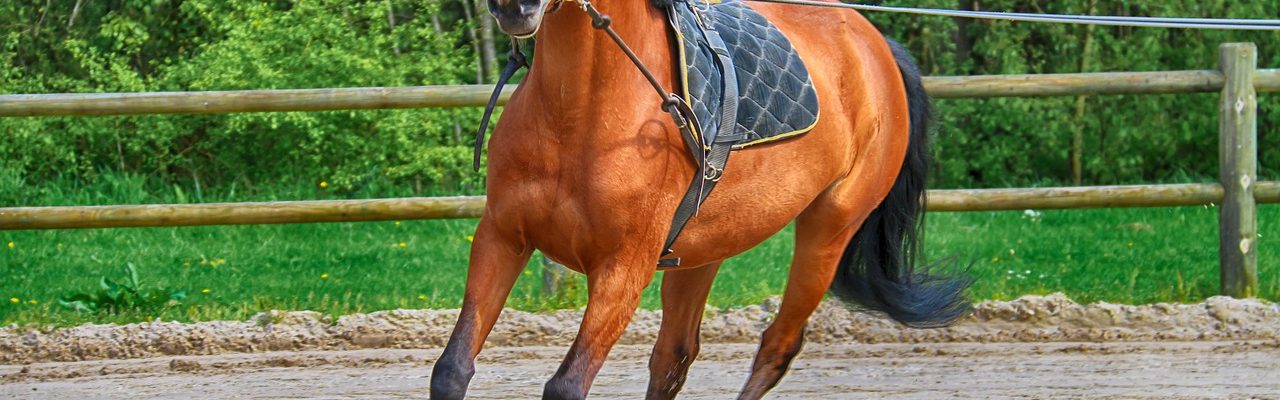 ostéopathie équine pour cheval de course