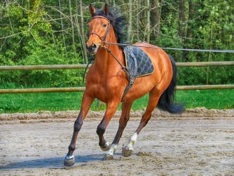 ostéopathie équine pour cheval de course