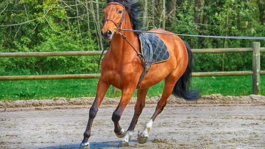 ostéopathie équine pour cheval de course